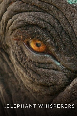 The Elephant Whisperers 2022 Hindi Dual Audio – 480p